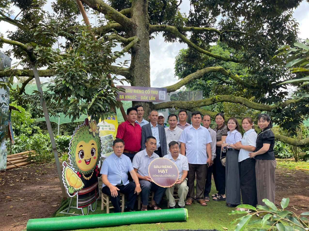 Du khách tham gia trải nghiệm Tour du lịch thưởng thức ăn Sầu riêng tại vườn
